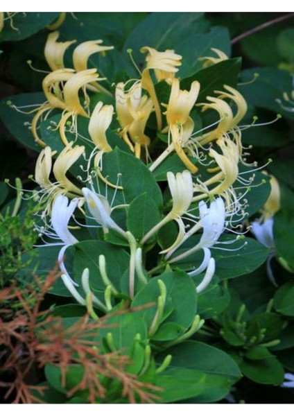 Videolu Sarı Beyaz Hanımeli Çiçeği 1 Adet Saksılı/tüplü 90-120 cm Bahçe Bitkisi(Lonicera Japonica) modelleri
