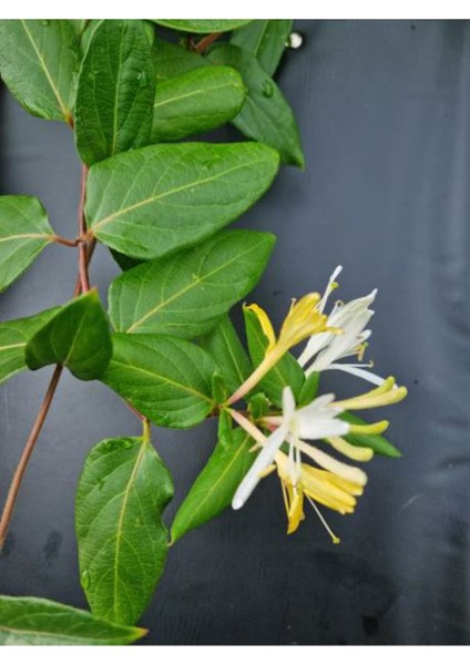 Videolu Sarı Beyaz Hanımeli Çiçeği 1 Adet Saksılı/tüplü 90-120 cm Bahçe Bitkisi(Lonicera Japonica) fırsatları