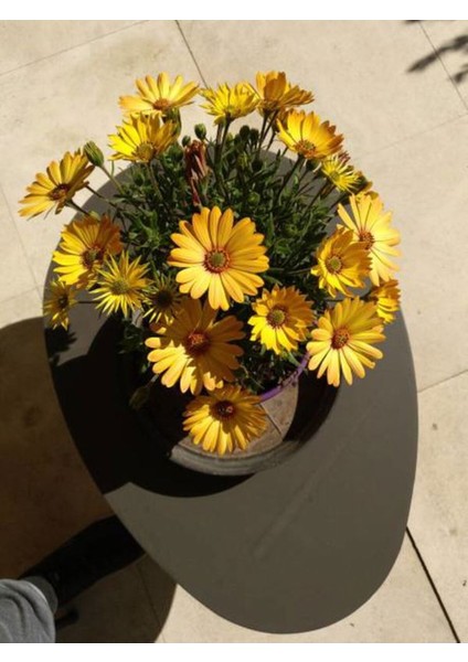 Videolu Sarı Bodrum Papatyası Çiçeği 1 Adet Saksılı 20- 40 cm (Dimorphotheca Ecklonis)