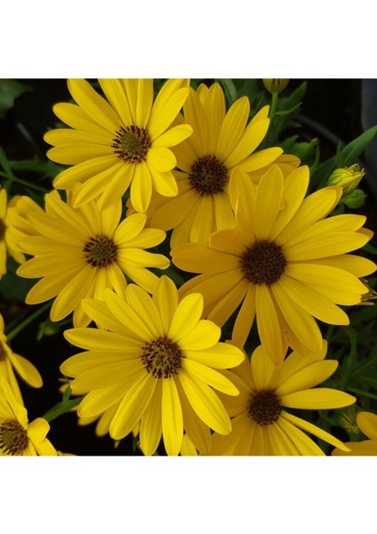 Videolu Sarı Bodrum Papatyası Çiçeği 1 Adet Saksılı 20- 40 cm (Dimorphotheca Ecklonis)