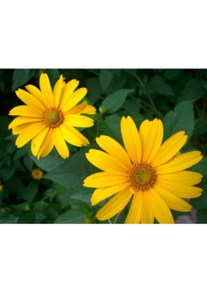 Videolu Sarı Bodrum Papatyası Çiçeği 1 Adet Saksılı 20- 40 cm (Dimorphotheca Ecklonis)