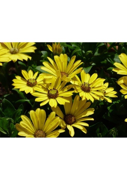 Videolu Sarı Bodrum Papatyası Çiçeği 1 Adet Saksılı 20- 40 cm (Dimorphotheca Ecklonis)