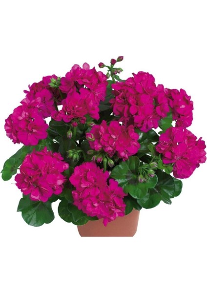 Videolu 3 Adet Karışık Renk Sakız Sardunya Çiçeği Saksılı Çiçekli Bodur Bitkiler Geranium fırsatları