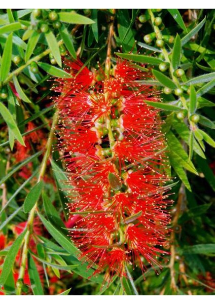 Videolu Kırmızı Fırça Çalısı Çiçeği Fidanı 1 Adet Saksılı/ Tüplü 60-80CM Bahçe Bitkisi (Callistemon)