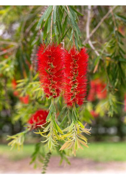 Videolu Kırmızı Fırça Çalısı Çiçeği Fidanı 1 Adet Saksılı/ Tüplü 60-80CM Bahçe Bitkisi (Callistemon) modelleri