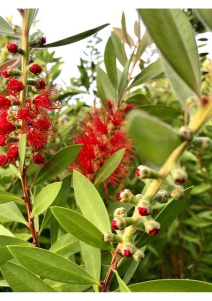 Videolu Kırmızı Fırça Çalısı Çiçeği Fidanı 1 Adet Saksılı/ Tüplü 60-80CM Bahçe Bitkisi (Callistemon) fırsatları