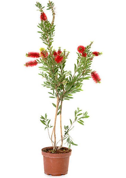 Videolu Kırmızı Fırça Çalısı Çiçeği Fidanı 1 Adet Saksılı/ Tüplü 60-80CM Bahçe Bitkisi (Callistemon) indirimleri