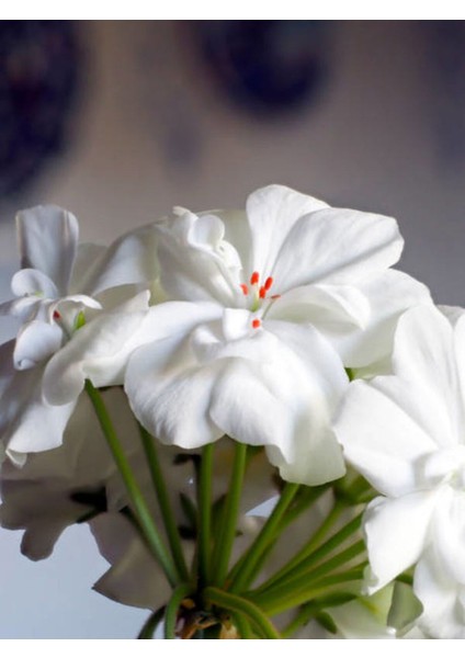 Videolu Beyaz Sakız Sardunya Çiçeği Fidanı 15-25 cm Saksılı Çiçekli Bodur Bitkiler Pelargonium modelleri
