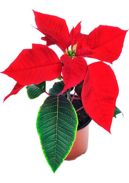 Videolu Atatürk Çiçeği Özel Gün Hediyelik Çiçek 1 Adet Saksılı 40-70CM Salon Bitkisi (Poinsettia) modelleri