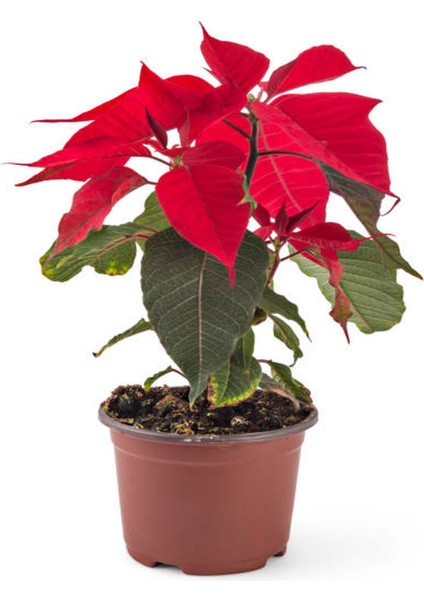 Videolu Atatürk Çiçeği Özel Gün Hediyelik Çiçek 1 Adet Saksılı 40-70CM Salon Bitkisi (Poinsettia) fırsatları