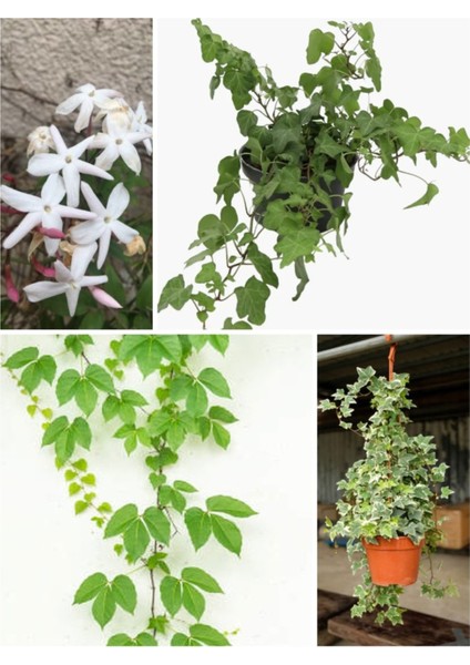 Videolu Sarılıcı Bitki Seti 4 Tür (Yasemin,amerikan Sarmaşık, Yeşil Hedera-Alacalı Hedera) 100-150CM