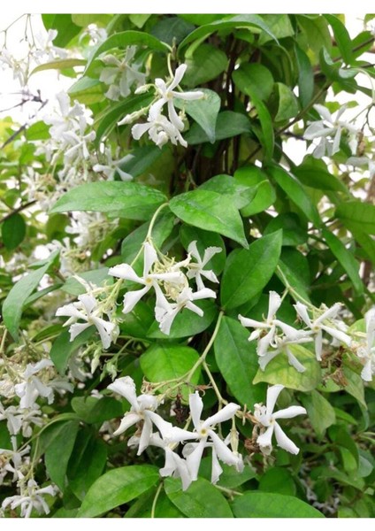 Videolu Sarılıcı Bitki Seti 4 Tür (Yasemin,amerikan Sarmaşık, Yeşil Hedera-Alacalı Hedera) 100-150CM fiyatları