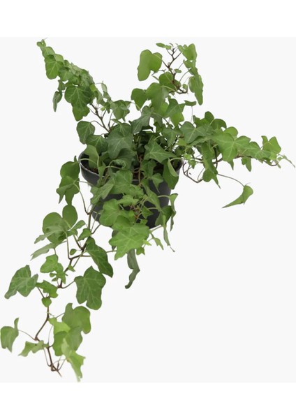 Videolu Sarılıcı Bitki Seti 4 Tür (Yasemin,amerikan Sarmaşık, Yeşil Hedera-Alacalı Hedera) 100-150CM fırsatları