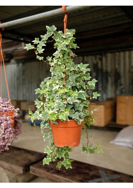 Videolu Sarılıcı Bitki Seti 4 Tür (Yasemin,amerikan Sarmaşık, Yeşil Hedera-Alacalı Hedera) 100-150CM indirimleri