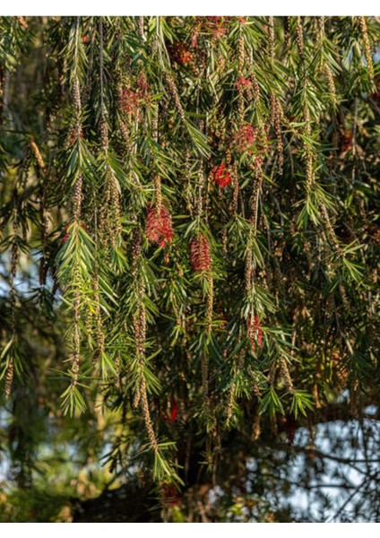 Serada Decor Plant Videolu Canlı Kırmızı 1 Adet Fırça Çalısı Çiçeği Fidanı 60-80CM Saksılı (Bottlebrush)