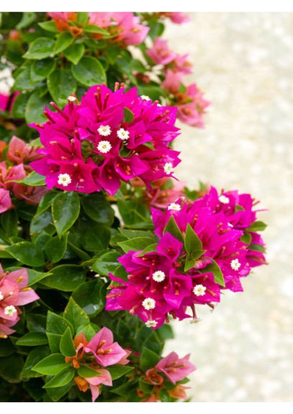 Videolu Pembe Bodur Begonvil Gelin Duvağı Çiçeği Fidanı 1 Adet Saksılı 50-70 cm (Bougainvillea)