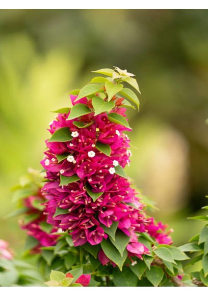 Videolu Pembe Bodur Begonvil Gelin Duvağı Çiçeği Fidanı 1 Adet Saksılı 50-70 cm (Bougainvillea) modelleri