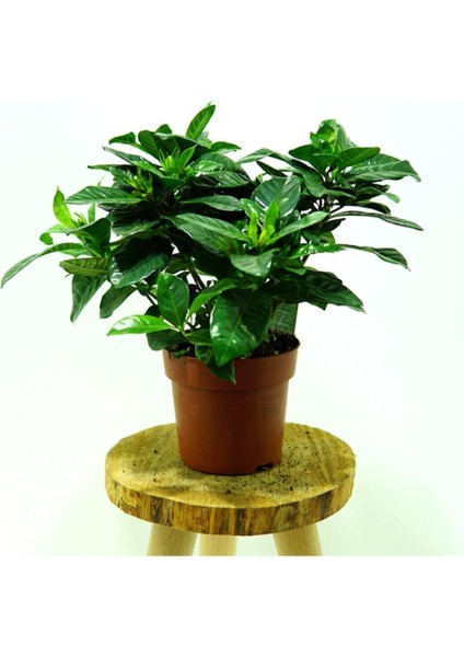 Videolu Muhteşem Kokulu 1 Adet Gardenya Çiçeği Saksılı 25-45CM (Gardenia Flower) modelleri