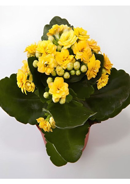 Videolu Sarı Kalanşo Emel Hanım Çiçeği 1 Adet Saksıda 15-25CM Çiçekli Bodur Bitki (Kalanchoe)
