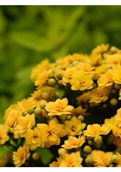 Videolu Sarı Kalanşo Emel Hanım Çiçeği 1 Adet Saksıda 15-25CM Çiçekli Bodur Bitki (Kalanchoe)