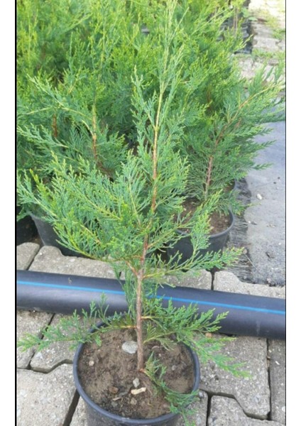 Videolu Kokulu 5 Adet Leylandi Fidanı 30-60CM Saksılıtüplü (Leyland Sapling) modelleri