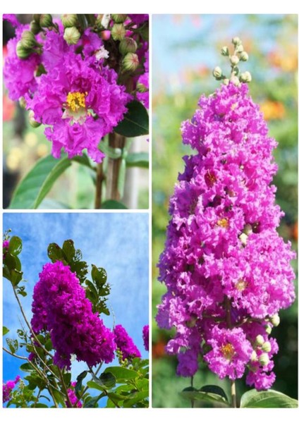 Videolu Mor Renk Oya Ağacı Fidanı 80-120 cm Saksılı Dış Mekan Ağaçları Purple Lagerstroemia fiyatları