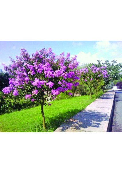 Videolu Mor Renk Oya Ağacı Fidanı 80-120 cm Saksılı Dış Mekan Ağaçları Purple Lagerstroemia modelleri