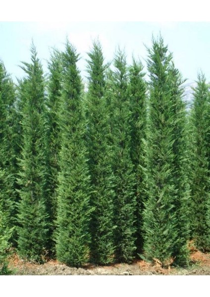 Videolu Kokulu 1 Adet Leylandi Fidanı 30-70CM Saksılıtüplü ("leyland Cypress Sapling)