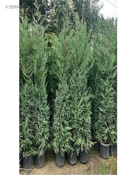 Videolu Kokulu 1 Adet Leylandi Fidanı 30-70CM Saksılıtüplü ("leyland Cypress Sapling) fiyatları