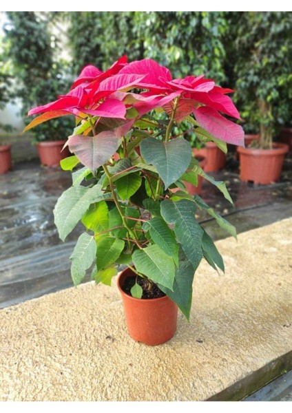 Videolu Atatürk Çiçeği Canlı Bitki Öğretmenler Günü Hediyesi 1 Adet Saksılı 40-70CM (Poinsettia) modelleri