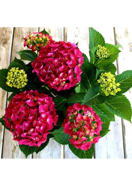 Videolu 2 Adet Kırmızı Çiçekli Ortanca Fidanı 30-55 cm Tüplü Çiçekli Bodur Bitkiler Red Hydrangea
