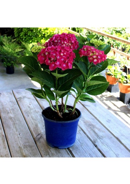 Videolu 2 Adet Kırmızı Çiçekli Ortanca Fidanı 30-55 cm Tüplü Çiçekli Bodur Bitkiler Red Hydrangea