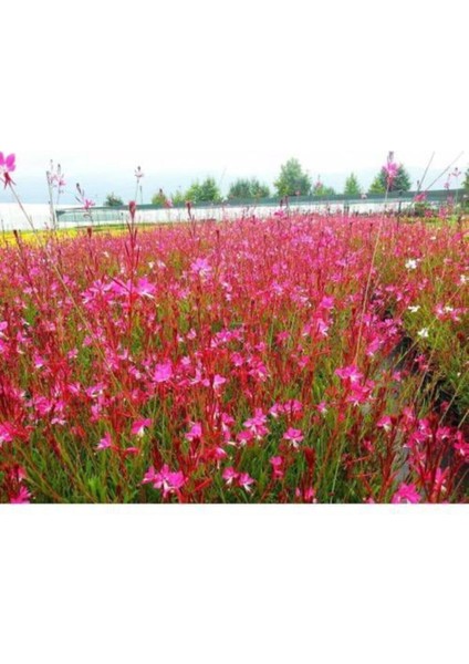 Videolu Gaura Çiçeği 5 Adet Saksılı/ Tüplü 40-70CM Çok Yıllık Dış Mekan Çiçeği( Gavura Çiçeği) modelleri