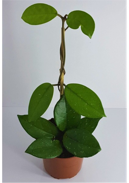 Mum Çiçeği Hoya Carnosa Kokulu Çiçekleri Pembe Beyaz Renklidir Iç Mekan