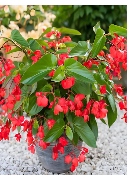 Videolu Kırmızı Begonya Küçük Hanım Çiçeği 1 Adet Saksılı 30-40 cm Iç Mekan Bitkisi (Red Begonia)