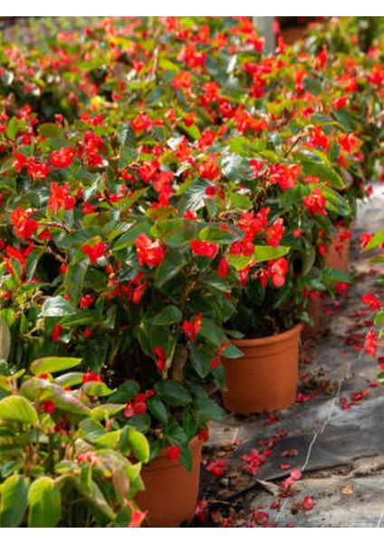 Videolu Kırmızı Begonya Küçük Hanım Çiçeği 1 Adet Saksılı 30-40 cm Iç Mekan Bitkisi (Red Begonia) fırsatları