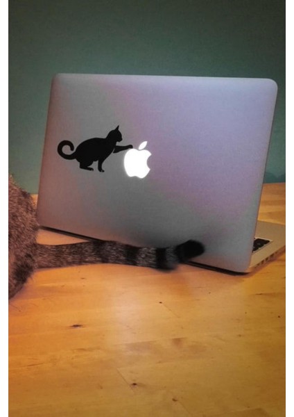 Kedi Stickerı Laptop Etiketi Laptop Üzerine Kedi Sticker