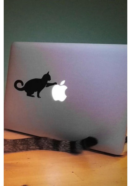 Kedi Stickerı Laptop Etiketi Laptop Üzerine Kedi Sticker