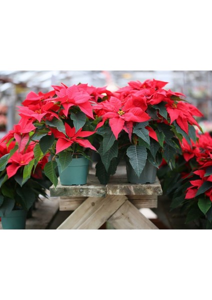 Videolu Atatürk Çiçeği Hediyelik Canlı Bitki 2 Adet Saksılı 40-70CM Salon Bitkisi (Poinsettia)