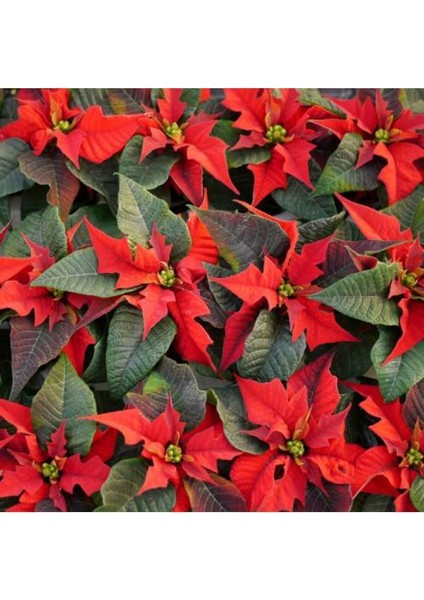 Videolu Atatürk Çiçeği Hediyelik Canlı Bitki 2 Adet Saksılı 40-70CM Salon Bitkisi (Poinsettia) fırsatları