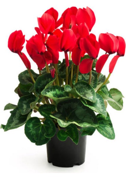 Videolu 1 Adet Kırmızı Canlı Sıklamen Çiçeği Saksılı 30-55CM (Red Cyclamen Flower)