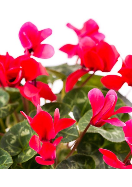 Videolu 1 Adet Kırmızı Canlı Sıklamen Çiçeği Saksılı 30-55CM (Red Cyclamen Flower)