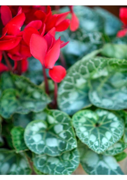 Videolu 1 Adet Kırmızı Canlı Sıklamen Çiçeği Saksılı 30-55CM (Red Cyclamen Flower)