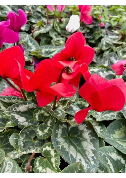 Videolu 1 Adet Kırmızı Canlı Sıklamen Çiçeği Saksılı 30-55CM (Red Cyclamen Flower)