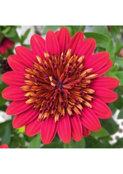 Videolu Kırmızı Katlı Bodrum Papatyası Çiçeği 1 Adet Saksılı 20-40 cm (Bodrum Daisy)