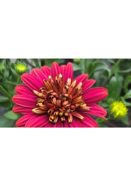 Videolu Kırmızı Katlı Bodrum Papatyası Çiçeği 1 Adet Saksılı 20-40 cm (Bodrum Daisy) fiyatları