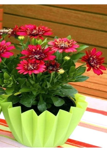 Videolu Kırmızı Katlı Bodrum Papatyası Çiçeği 1 Adet Saksılı 20-40 cm (Bodrum Daisy) modelleri