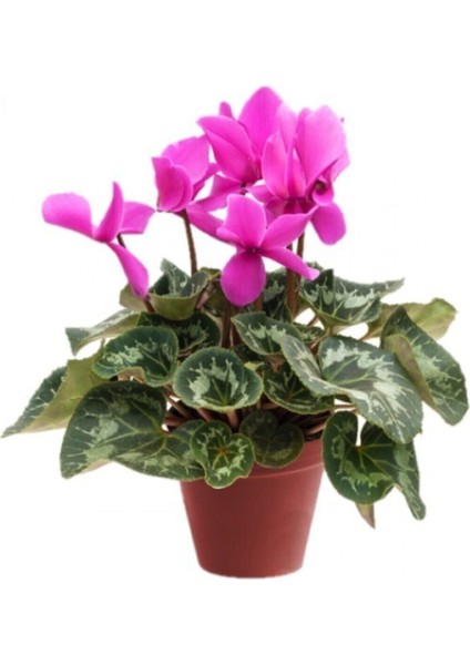 Videolu Pembe Sıklamen Çiçeği Bitkisi 30-45 cm Saksılı Iç Mekan Bitkiler Pink Cyclamen