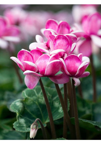 Videolu Pembe Sıklamen Çiçeği Bitkisi 30-45 cm Saksılı Iç Mekan Bitkiler Pink Cyclamen modelleri