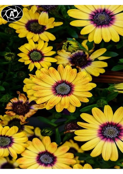 Videolu Sarı Bodrum Papatyası Çiçeği Fidanı 1 Adet Saksılı 20-40 cm (Dimorphotheca Ecklonis)